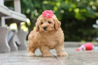 Nora, a female Schnoodle for sale in Baltic, OH – 4 of 7