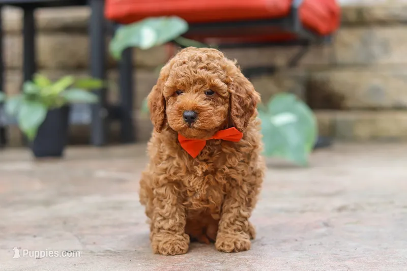 Maverick – Poodle - Miniature  puppy for sale in Baltic, OH