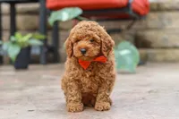 Maverick, a male Poodle - Miniature  for sale in Baltic, OH – 1 of 5