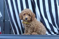 James, a male Poodle - Miniature  for sale in Baltic, OH – 8 of 10