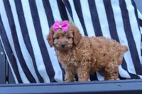Amelia, a female Cavapoo for sale in Baltic, OH – 2 of 8