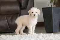 Atlas, a male Schnoodle for sale in Baltic, OH – Photo 5 of 8