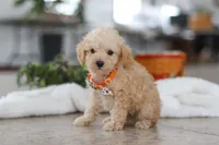 processed/33b2ff1b-6685-41c3-89f2-785806f5f65a/listing/6193e6a4-7536-40da-92c4-75323af2faf8/1092d3cd-7252-4844-ab06-d0d89bcd3ff7