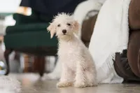 Atlas, a male Schnoodle for sale in Baltic, OH – Photo 2 of 8