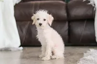 Atlas, a male Schnoodle for sale in Baltic, OH – Photo 8 of 8