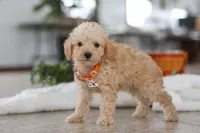 processed/33b2ff1b-6685-41c3-89f2-785806f5f65a/listing/6193e6a4-7536-40da-92c4-75323af2faf8/545932c2-deb6-4398-874e-b2262cd9f882