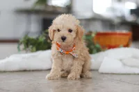 processed/33b2ff1b-6685-41c3-89f2-785806f5f65a/listing/6193e6a4-7536-40da-92c4-75323af2faf8/8ffcb479-de2c-4cd6-8c8f-b727af50eecb