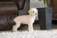 Atlas, a male Schnoodle for sale in Baltic, OH – Photo 3 of 8