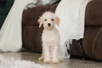 Atlas, a male Schnoodle for sale in Baltic, OH – Photo 7 of 8