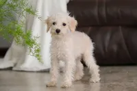 Atlas, a male Schnoodle for sale in Baltic, OH – Photo 1 of 8