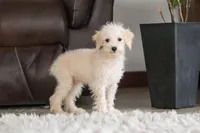 Atlas, a male Schnoodle for sale in Baltic, OH – Photo 4 of 8