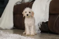 Atlas, a male Schnoodle for sale in Baltic, OH – Photo 6 of 8