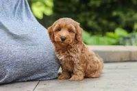 Ranger, a male Maltipoo for sale in Baltic, OH – 4 of 6