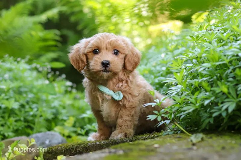 Christopher – Maltipoo puppy for sale in Baltic, OH