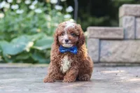 Chase, a male Cavapoo for sale in Baltic, OH – 4 of 8