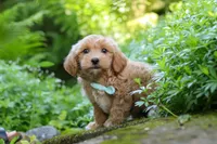 Christopher, a male Maltipoo for sale in Baltic, OH – 3 of 10
