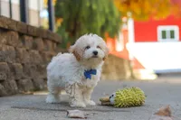 Koda, a male Maltipoo for sale in Baltic, OH – 2 of 10