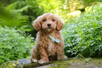Christopher, a male Maltipoo for sale in Baltic, OH – 10 of 10