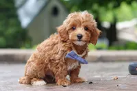 Leo, a male Maltipoo for sale in Baltic, OH – 2 of 10