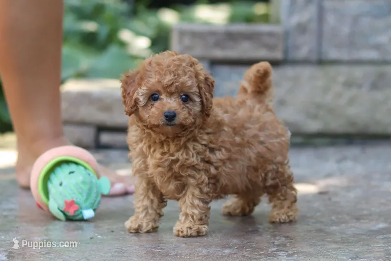 Emily – Cavapoo puppy for sale in Baltic, OH