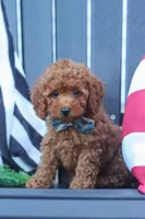 Greyson, a male Poodle - Miniature  for sale in Baltic, OH – 6 of 10