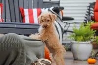 Scout, a male Schnoodle for sale in Baltic, OH – 3 of 7
