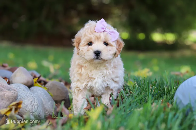 Honey – Maltipoo puppy for sale in Baltic, OH