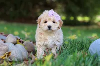 Honey, a female Maltipoo for sale in Baltic, OH – 1 of 6