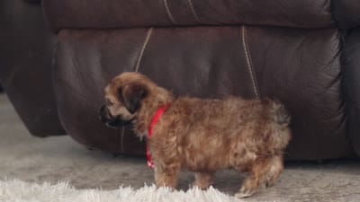 Milo, a male Morkie for sale in Baltic, OH – 7 of 7