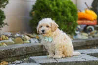 Ollie, a male Maltipoo for sale in Baltic, OH – 10 of 10