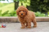 Karter, a male Poodle - Miniature  for sale in Baltic, OH – 1 of 7