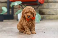 Maverick, a male Poodle - Miniature  for sale in Baltic, OH – 3 of 5