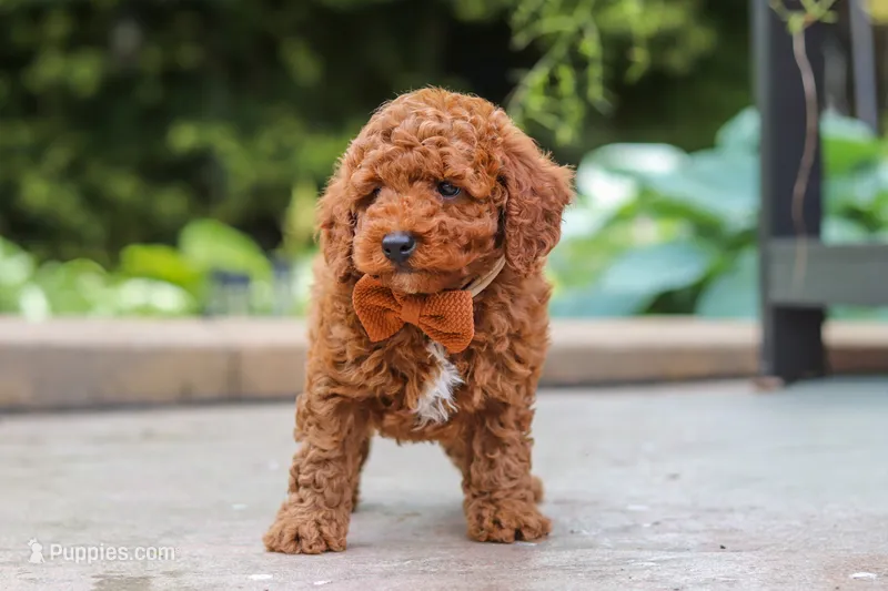 Everest – Poodle - Miniature  puppy for sale in Baltic, OH