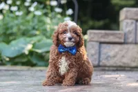 Chase, a male Cavapoo for sale in Baltic, OH – 2 of 8