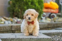 Archie, a male Maltipoo for sale in Baltic, OH – 6 of 10