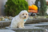 Finley, a male Maltipoo for sale in Baltic, OH – 5 of 10