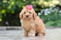 Nora, a female Schnoodle for sale in Baltic, OH – 3 of 7