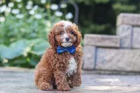 Chase, a male Cavapoo for sale in Baltic, OH – 5 of 8