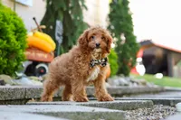 Justin, a male Cavapoo for sale in Baltic, OH – 3 of 8