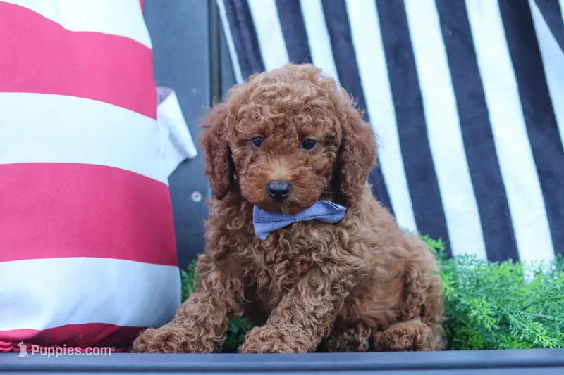 Duke – Poodle - Miniature  puppy for sale in Baltic, OH