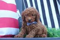 Duke, a male Poodle - Miniature  for sale in Baltic, OH – 1 of 8