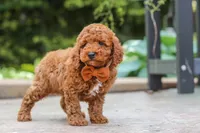 Everest, a male Poodle - Miniature  for sale in Baltic, OH – 2 of 6