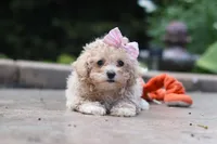 Lilly, a female Maltipoo for sale in Baltic, OH – 4 of 7