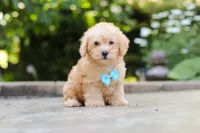 Astro, a male Schnoodle for sale in Baltic, OH – 3 of 6