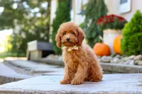 Greyson, a male Poodle - Miniature  for sale in Baltic, OH – 6 of 7