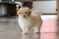 Bodie, a male Maltipoo for sale in Baltic, OH – 2 of 5