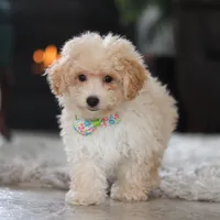 Bodie, a male Maltipoo for sale in Baltic, OH – Photo 1 of 6