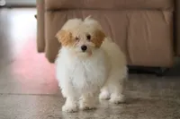 Bodie, a male Maltipoo for sale in Baltic, OH – 3 of 5