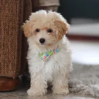 Bodie, a male Maltipoo for sale in Baltic, OH – Photo 4 of 6