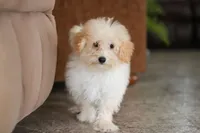 Bodie, a male Maltipoo for sale in Baltic, OH – 4 of 5